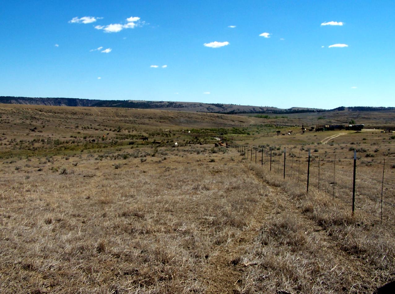 Southeast corner of Edgemont site with cattle inside and outside the fence.
