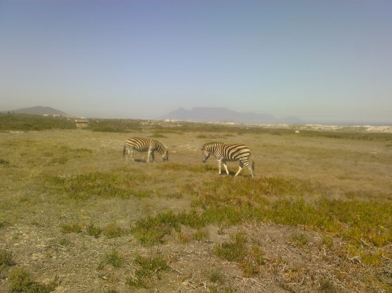 Koeberg Zebra
