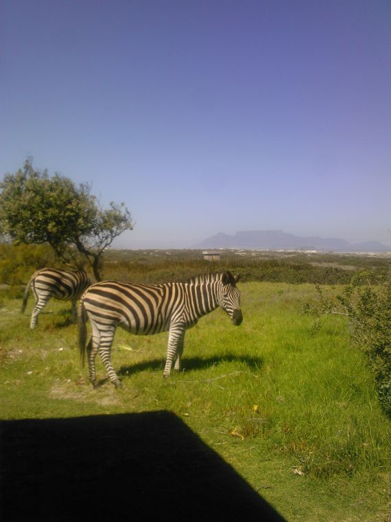 Click to view full size image
==============
Koeberg
Koeberg