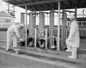 hanford_hanford_sheep_testing_2.jpg