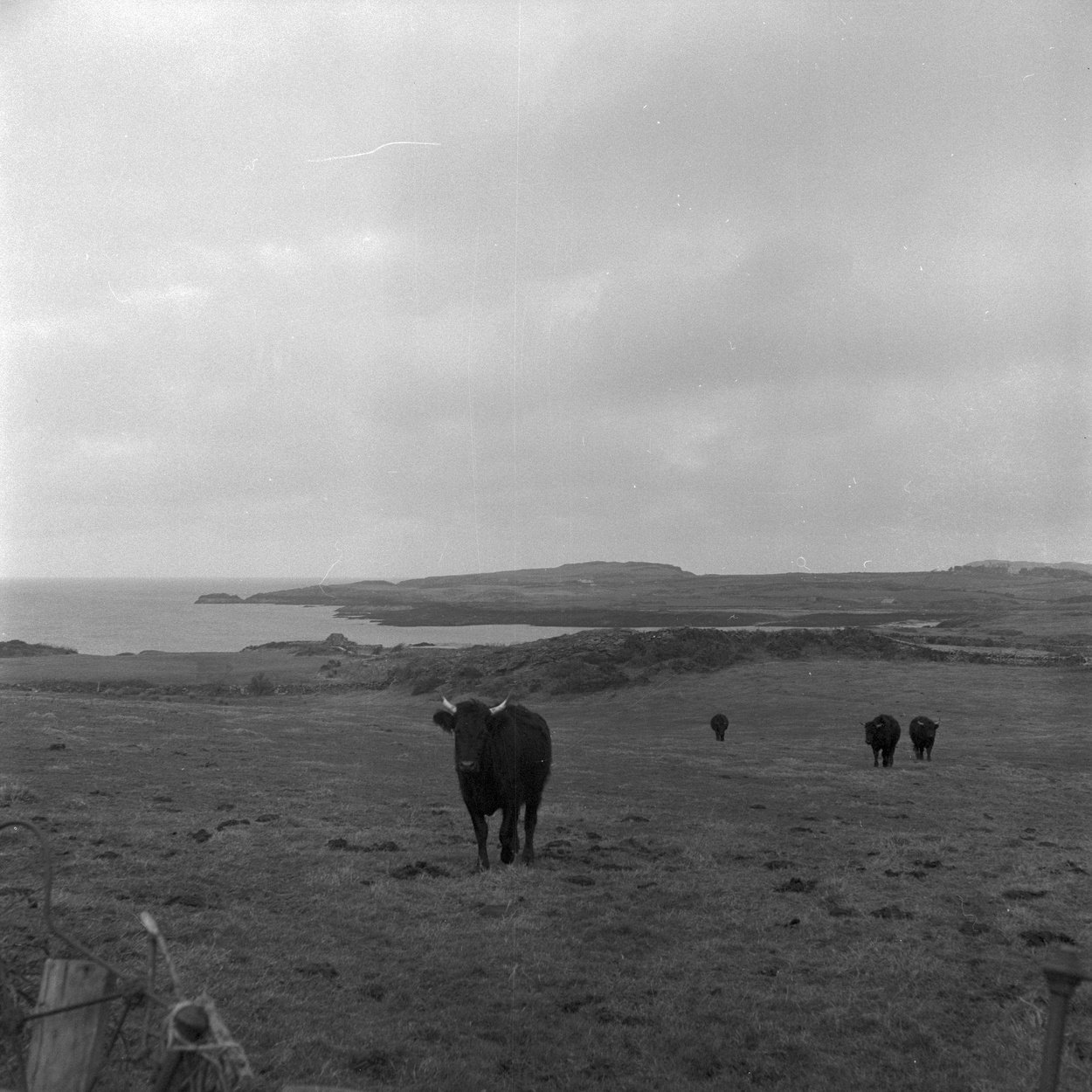 Safle'r Atomfa yn Nhrwyn yr Wylfa
Keywords: Wylfa
